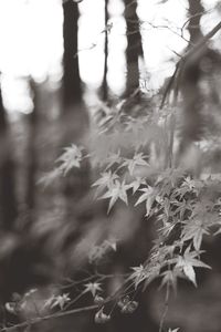 Defocused image of tree against sky