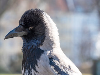 Close-up of bird