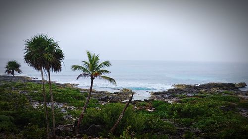 Palm trees on beach against clear sky