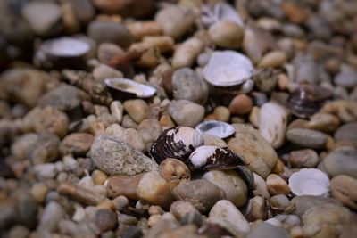 Close-up of crab on pebbles