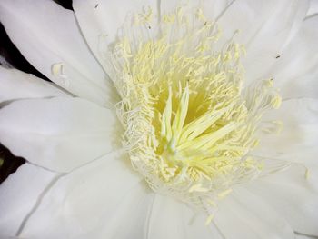 Close-up of white flower