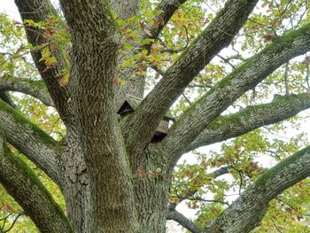 Low angle view of bird on tree against sky