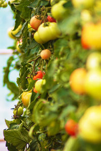 Close-up of fruit growing on tree