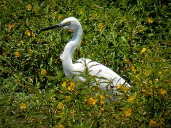 Egret amidst plants