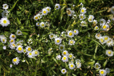 Close-up of white flowering plant in park