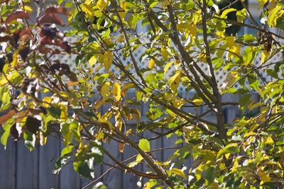 Low angle view of tree branches