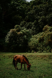 Horse grazing on field