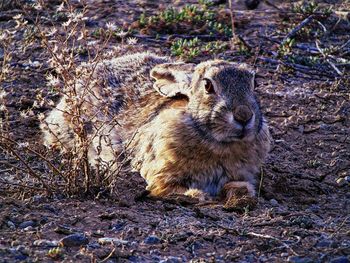 Portrait of rabbit on field