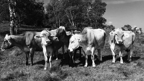 Cows on field