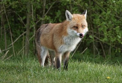 animal