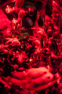 Close-up view of red flower