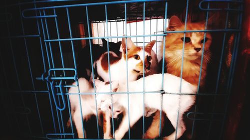 Cats in cage