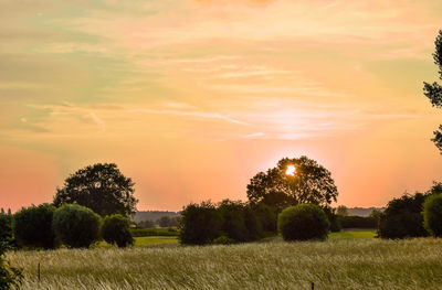 Trees on field against sky during sunset