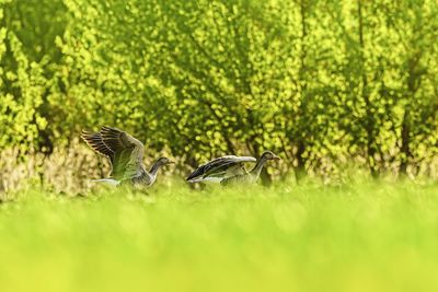 Birds flying in a field