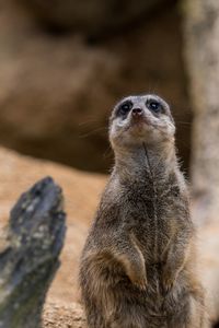 Portrait of monkey sitting outdoors