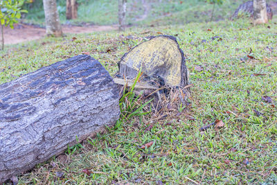 High angle view of tree stump on field