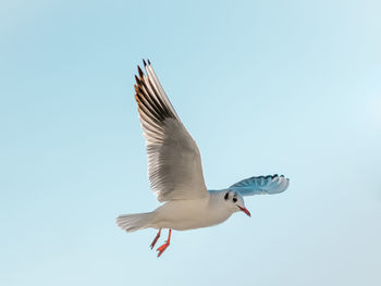 Low angle view of seagull flying