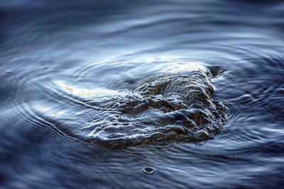 Close-up of turtle swimming in water