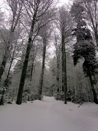 Bare trees in forest during winter