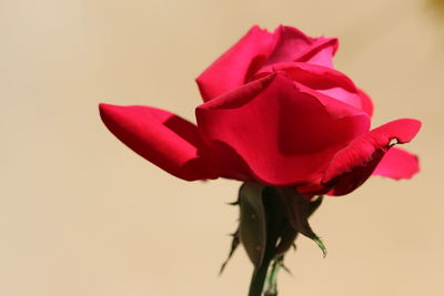 Close-up of red rose against white background