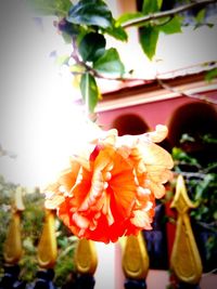 Close-up of flowers