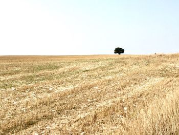 Scenic view of agricultural field against clear sky