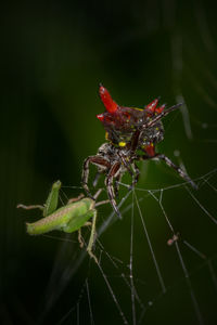 Close-up of insect on leaf