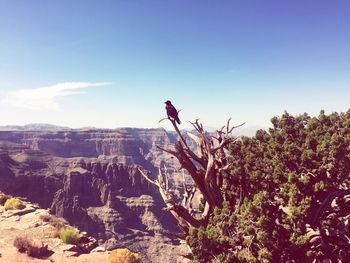 Scenic view of landscape against clear sky