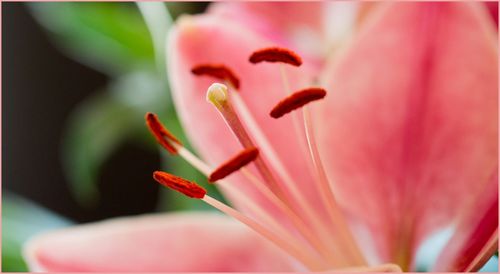 Close-up of red flower