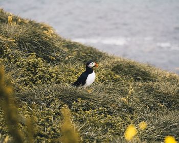 Bird perching on a land