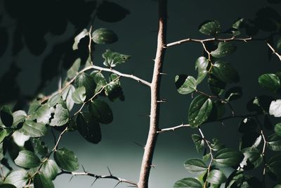 Close-up of fruit growing on tree
