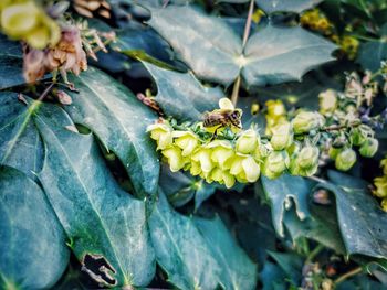 Close-up of bee pollinating on flower