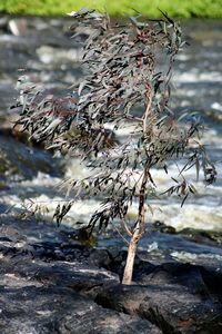 Close-up of branches against river