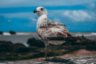 Close-up of seagull perching on land