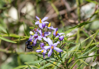 Close-up of purple flowering plant