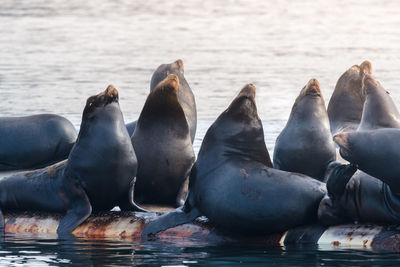 Close-up of sea lions at beach