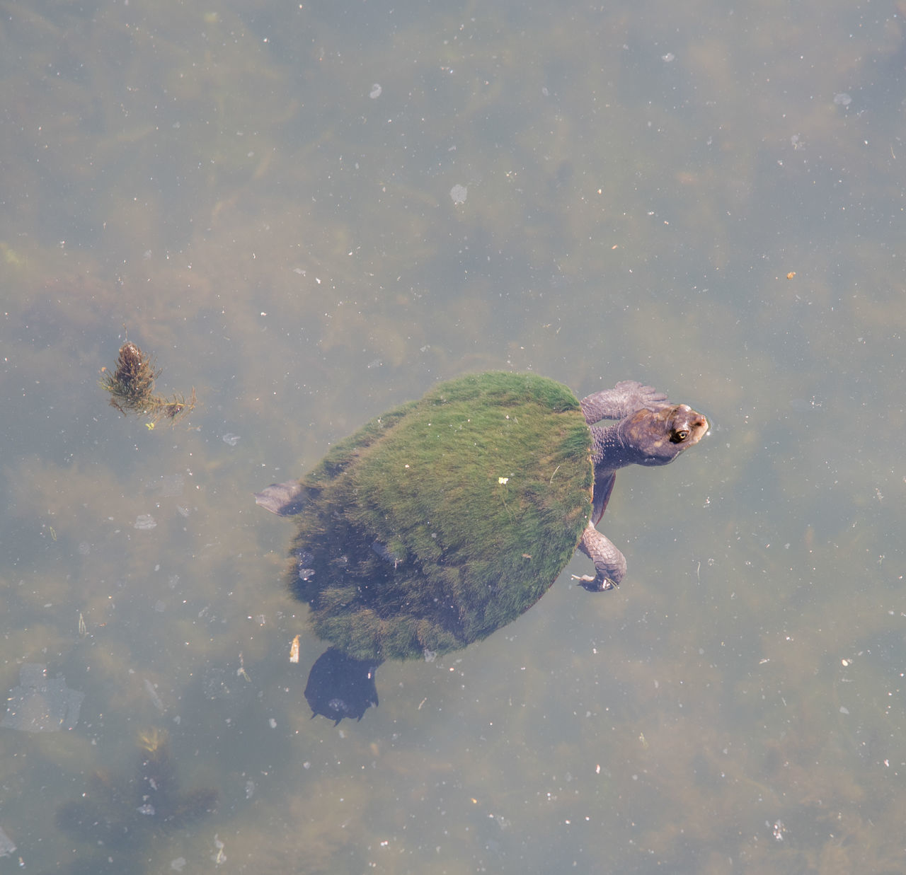 HIGH ANGLE VIEW OF A TURTLE IN LAKE