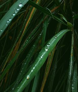 Full frame shot of wet plant