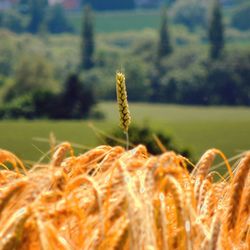 Close-up of wheat growing on field