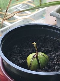 High angle view of fruit on plant