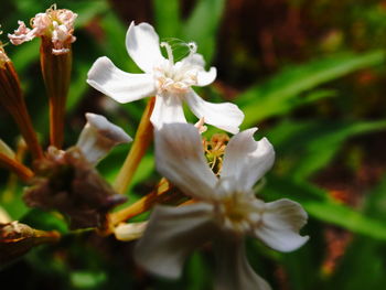 Close-up of white flowering plant