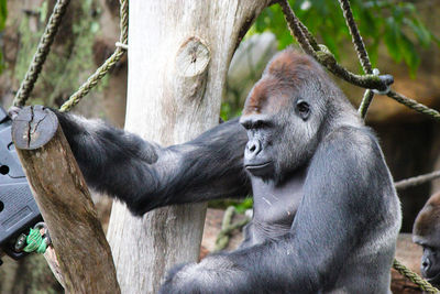 Close-up of monkey in captivity