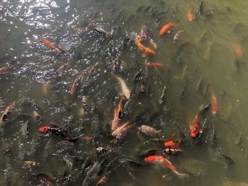 High angle view of koi carps swimming in sea