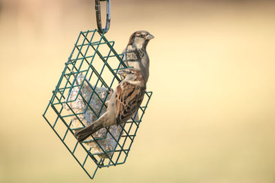 Low angle view of bird perching on branch