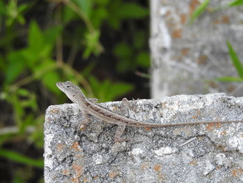 Close-up of lizard perching on rock