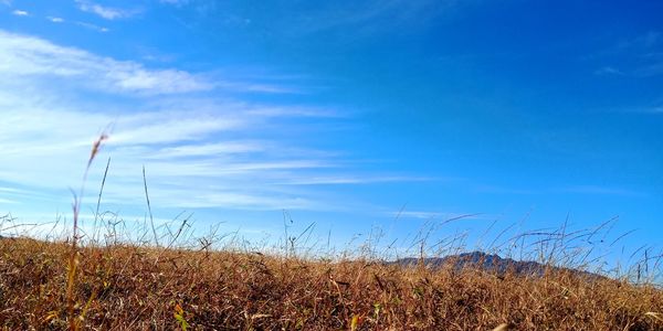 Scenic view of field against blue sky