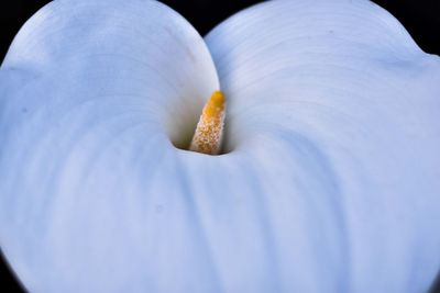 Close-up of hand holding flower against black background