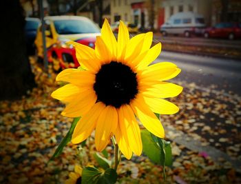 Close-up of yellow flower