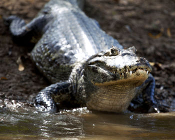 Closeup head on portrait of black caiman entering water from riverbank with focus on eye, bolivia.