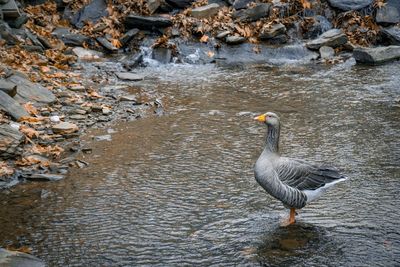 Birds in lake